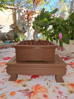 Bonsai & Stand