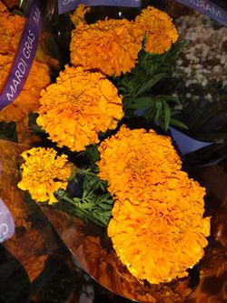 Sempasuchil Marigold Simpasuchil Cempasúchil Flor De Muerto