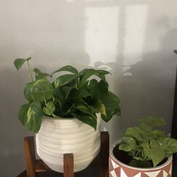 Beautiful Plants For Sale! Pots Are Included