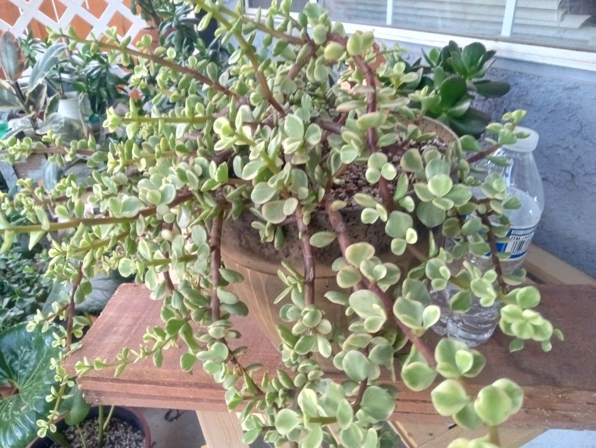 Variegated Elephant Bush.