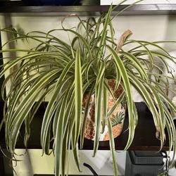 Spider Plant 