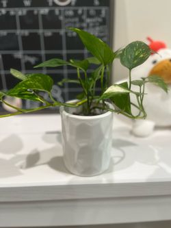 Golden Pothos!