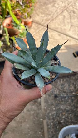 Blue Agave