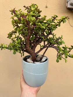 Very Beautiful bonsai tree in a pot (elephant bush )