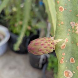 Yellow Ecado Dragon Fruit Plant 