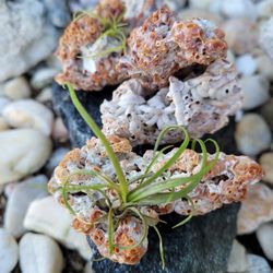 Fossilized Worm Casting Shell w/wo Airplant