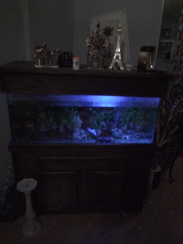 Big Fish Tank With Motor And A Few Tropical Fishes And A Tropical Shark.