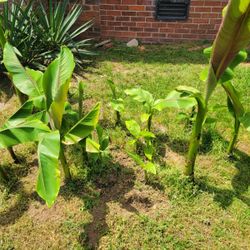 Banana Plant 