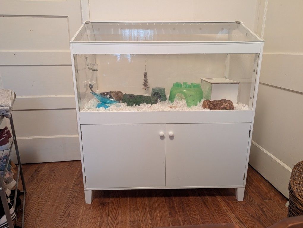 Two Gerbils With A Lovely Large Enclosure