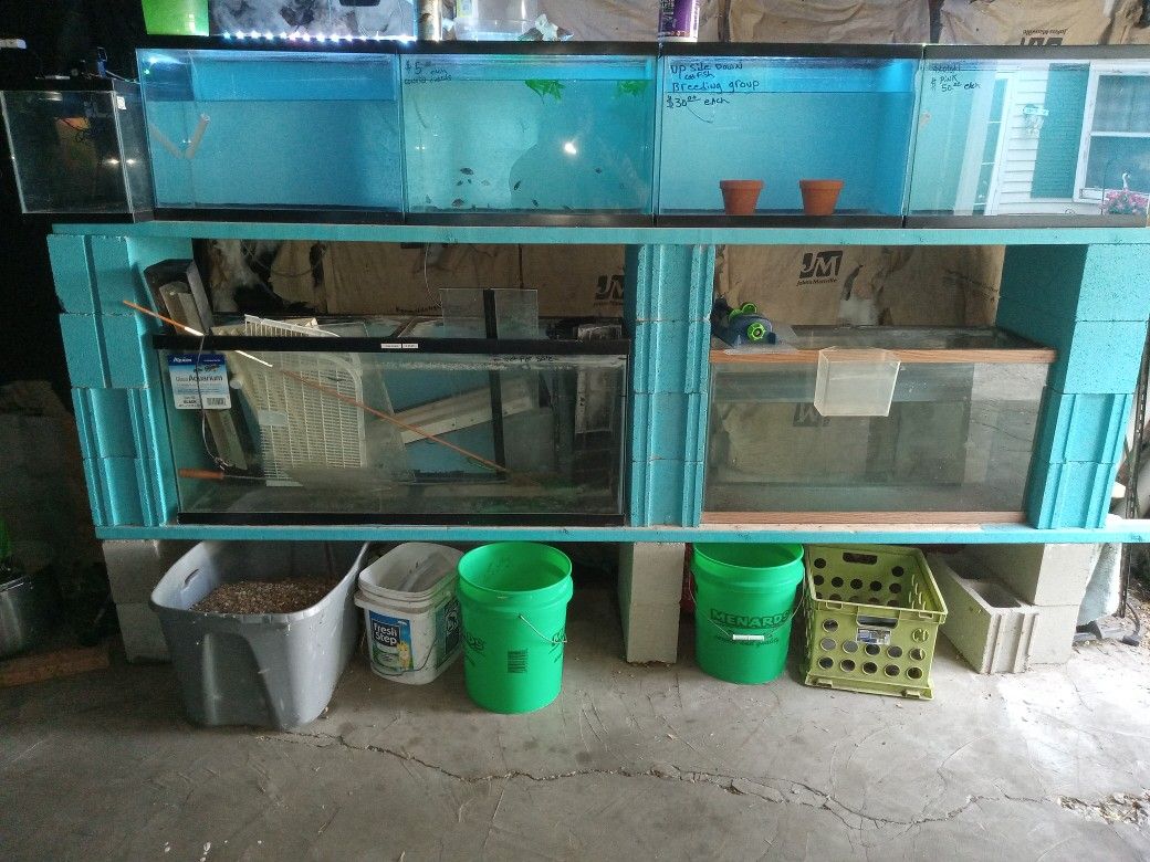 20 Gallon Tanks & Rack 