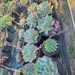 Echeverias & Succulent 