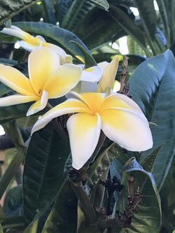 Plumeria Cutting