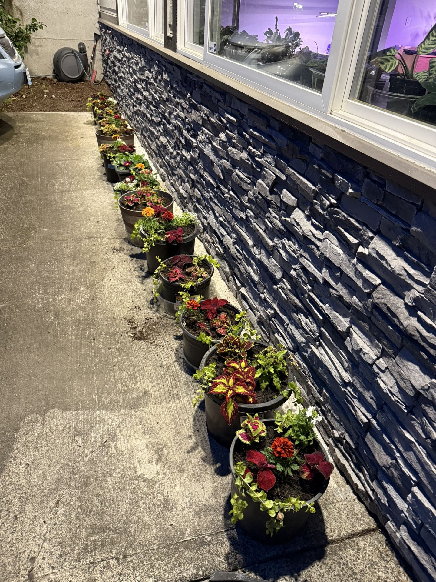Variety Of Large Pots Of Coleus Marigolds Flowers Plants Combo