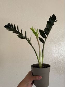 Raven ZZ Plant