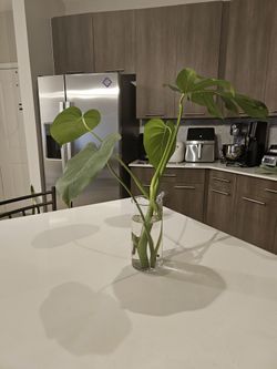 Monstera deliciosa for sale