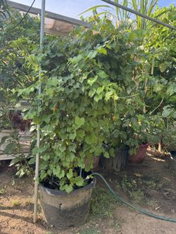 3 IN 1 Muscadine Grape plant( Red, Green, Black)