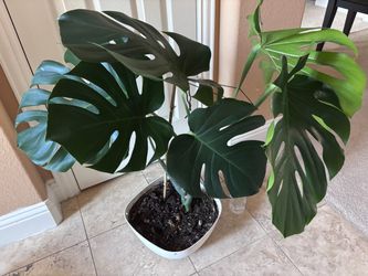 Beautiful Healthy Living House Plant - Monstera deliciosa 6 leaves