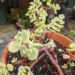Succulent