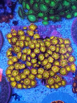 gb buttkisser zoa coral