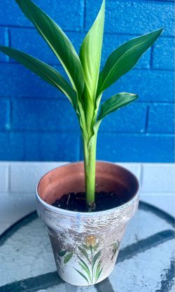 Medium canna Lilly