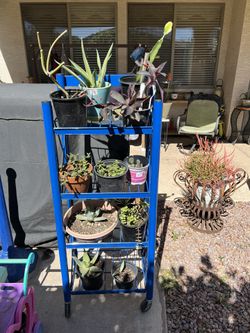 Varied Cacti