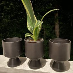 $10 | Ceramic Planter | Cache Pot