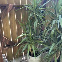 5ft Yucca, 2 Plants In Each Pot; Ceramic Pot Not Included, Now$59each/reg.$99each; 95820 Price Firm 