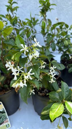 Star Jasmin