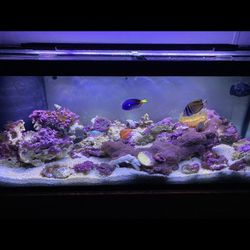75 Gallon Salt Water Tank