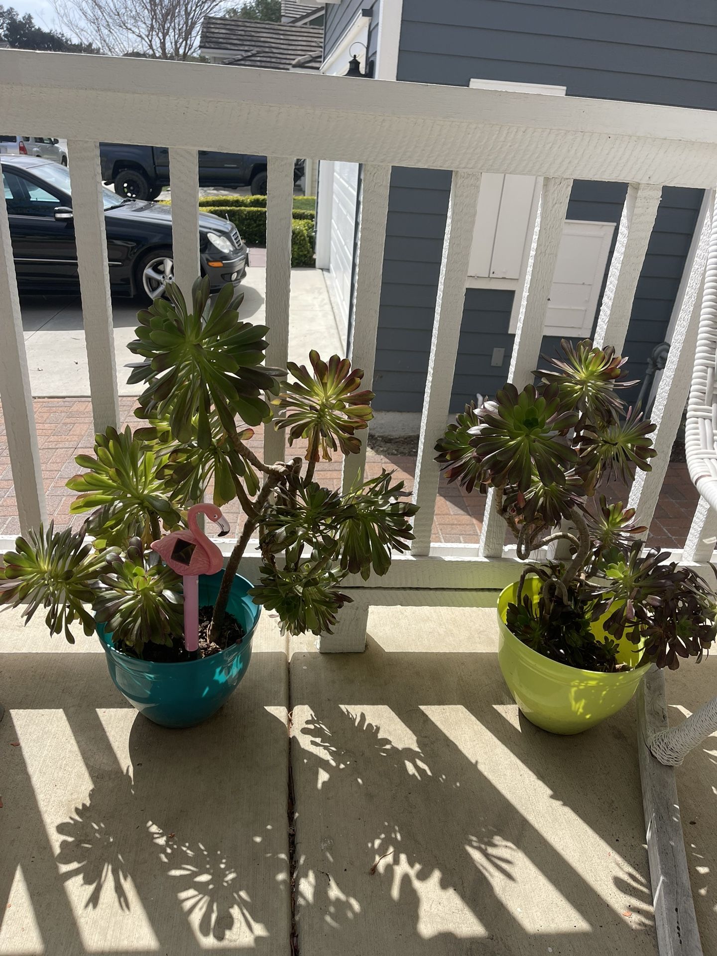 Green Tall Plant