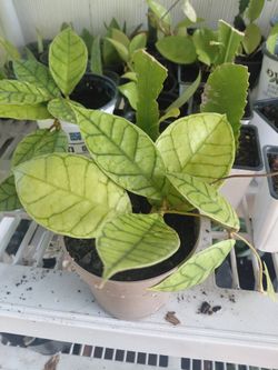 Hoya Callistophyla Plant