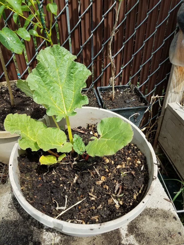 Rhubarb Victoria red plant