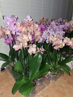 FRESH Orchids for SALE