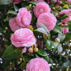 Delicate Shell Pink Japonica Camellia Tree