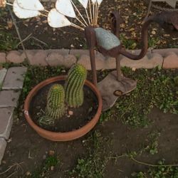 Garden Decoration 