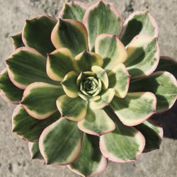 |Aeonium|'Sunburst'| 6" Pot| Easy Care| Drought Tolerant| Indoor/Outdoor Plant 🪴| Sun Grown|
