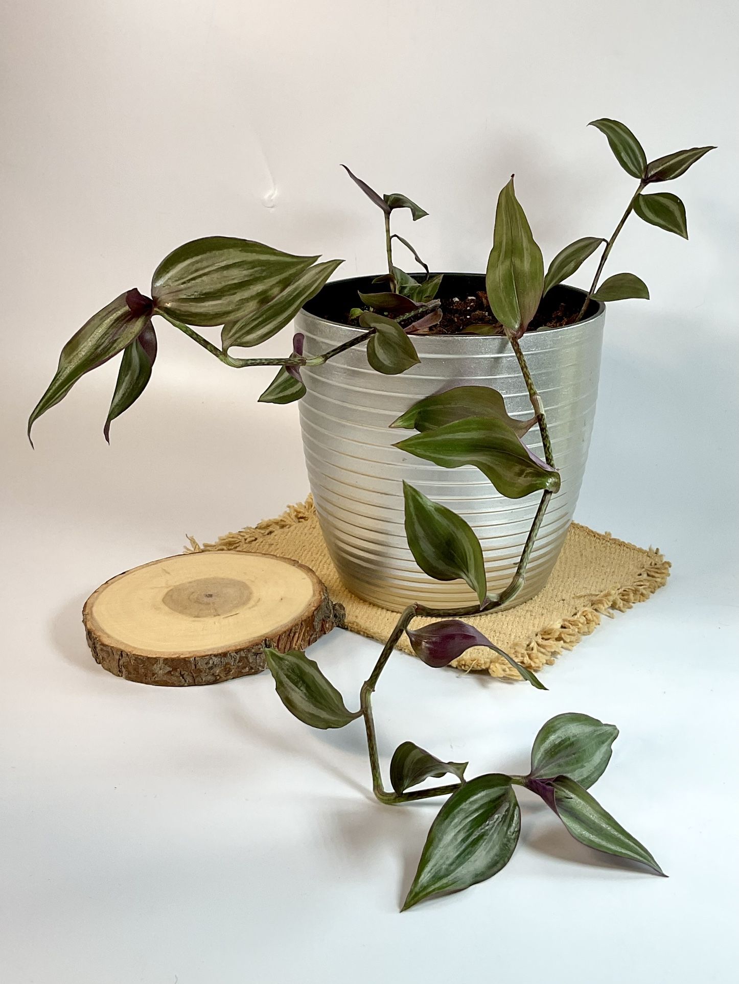 Inch Plant 12” Tradescantia Zebrina Potted in 6-inch Silver Plastic Pot 