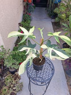 Philodendron Florida BEAUTY Plant $85