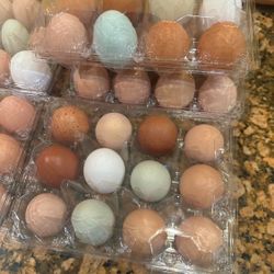 Fresh Eggs Chicken Turkey And Geese