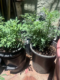 5 galones ruda plant