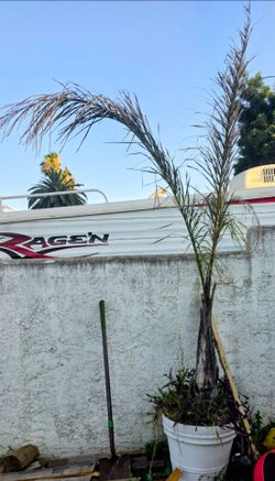 Free Palm