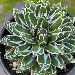 Agave Victoria-Reginae