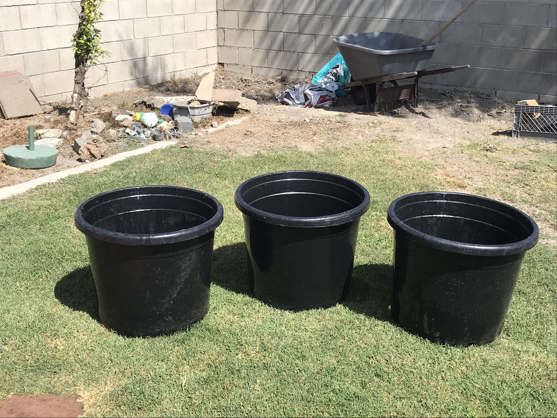 Dragon fruit 20 gallon pots