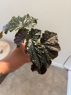 Begonia Crackling Rosie