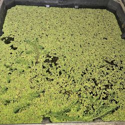 Salvinia Floater 