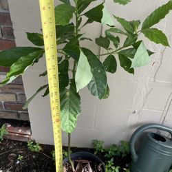 Sweet Avocado Tree