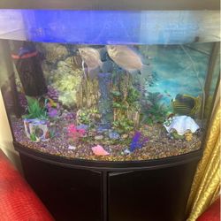 Fish Tank 