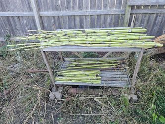 Organic Garden stakes, home grown cup plant stalks