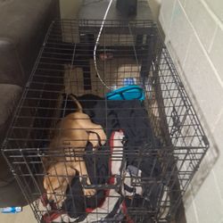 Dog Kennel 