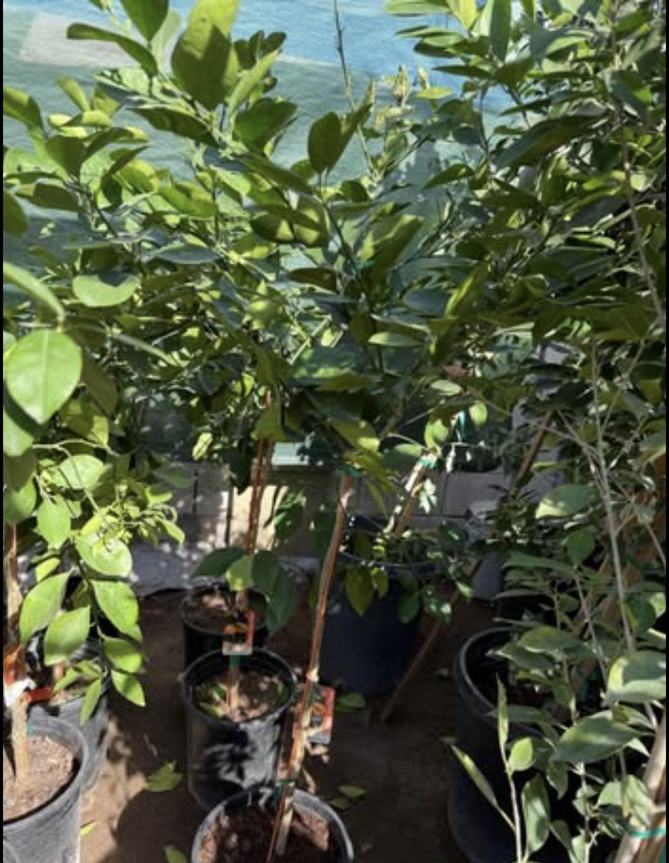 Sweet Navel ๐ Trees, Arizona Sweet, Cara Cara Red Navel, Moro Blood 4F $55 Each Price Firm